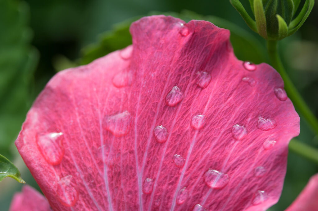 Hibiscus Flower